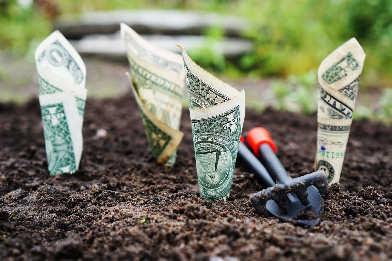 Dollar bills growing out of the ground in a garden. ABLE accounts help you grown your money.