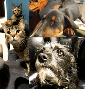 A collage of ABLE ambassador Ty Erd Smith's pets, including two cats, a dog looking up, and "Stash" the puppy, with eyes closed.